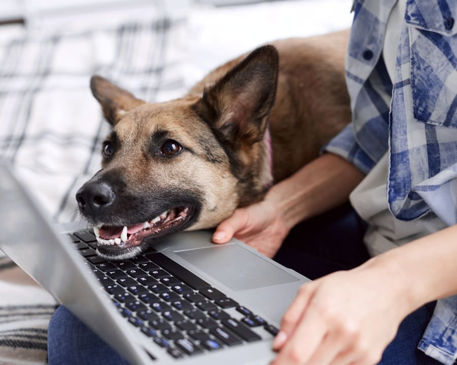 Dental Care, Orangeville Vet