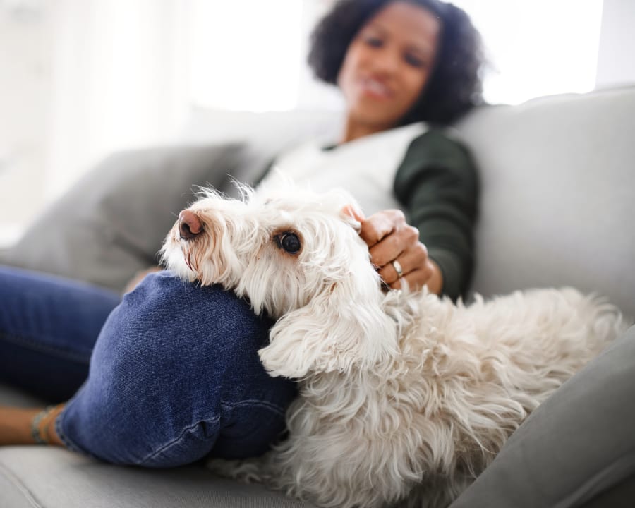 Cat & Dog Wellness Exams, Orangeville