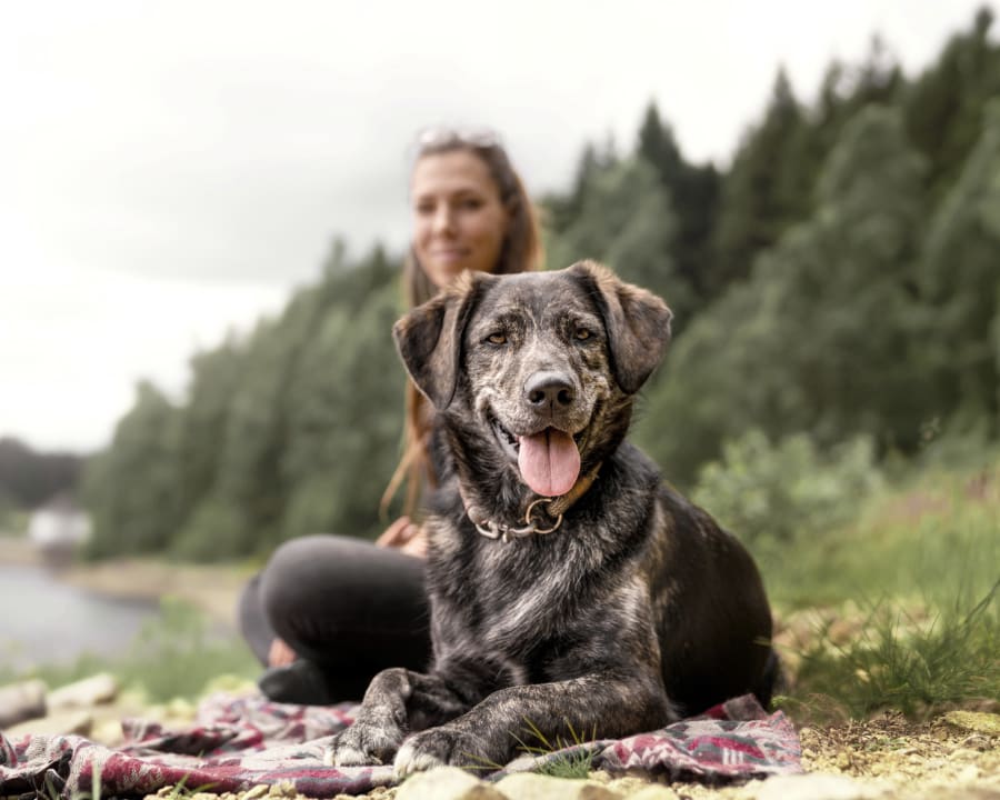 Geriatric Care for Pets, Orangeville