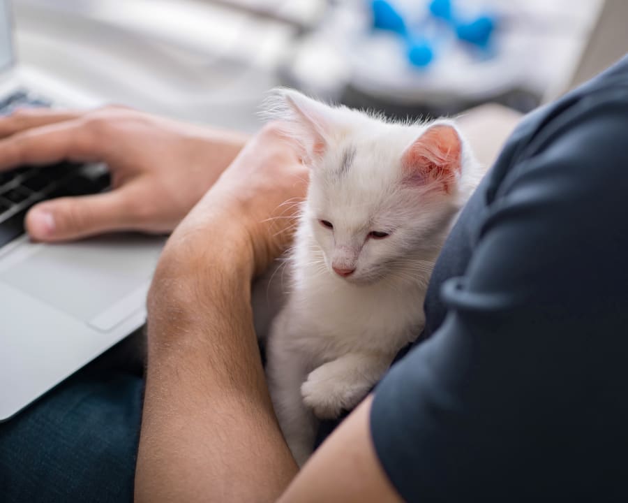 Puppies & Kittens, Orangeville Veterinarians