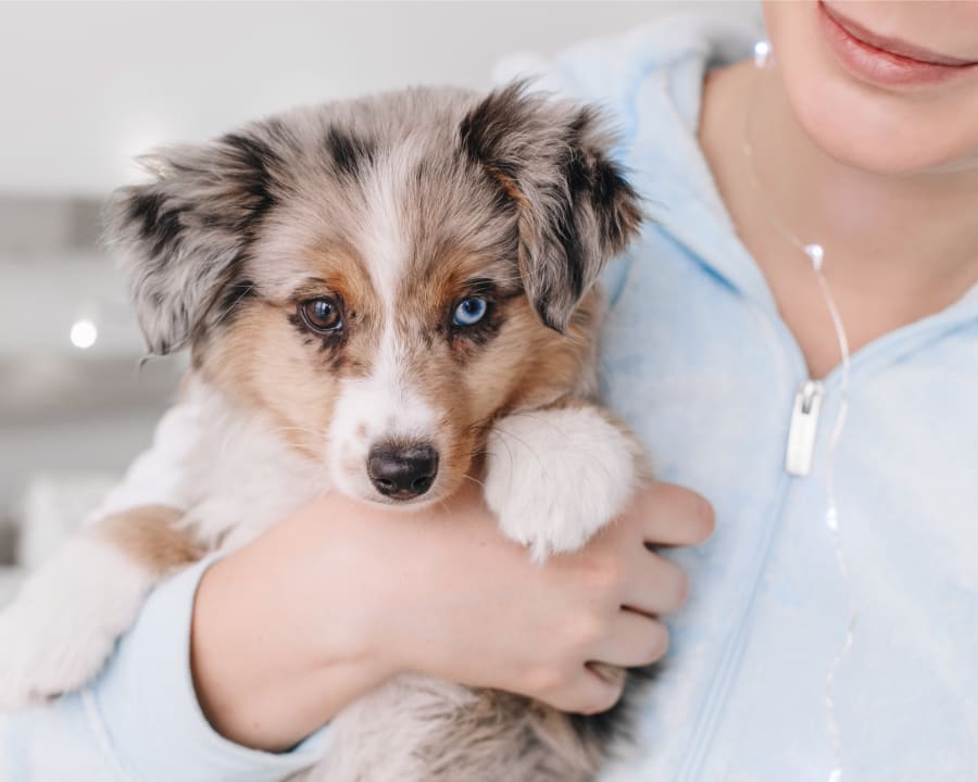 Spaying & Neutering, Orangeville Veterinarians