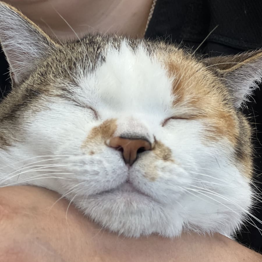 Cat being held