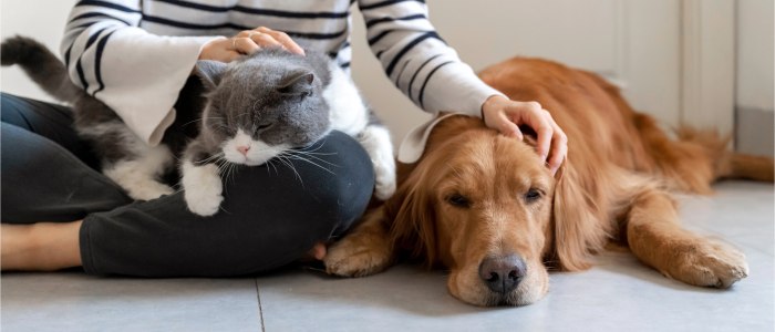 Dog and cat lying down on or near someone's lap
