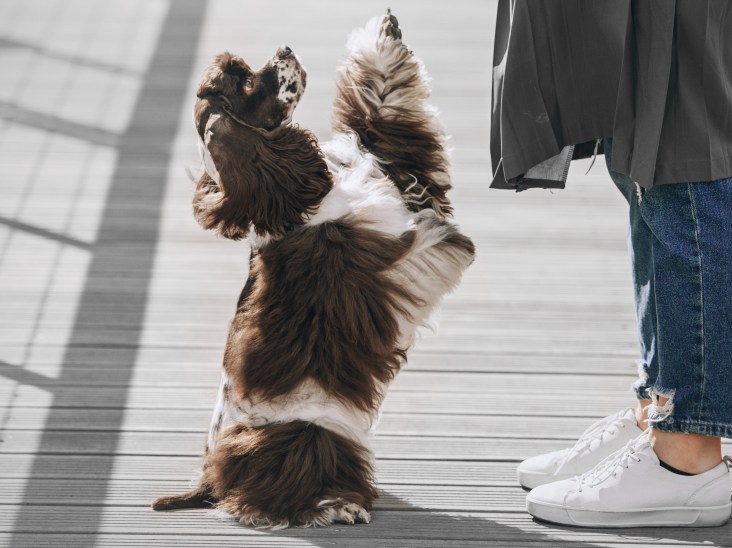 Dog standing up on back legs