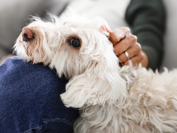 old dog resting head on someones lap